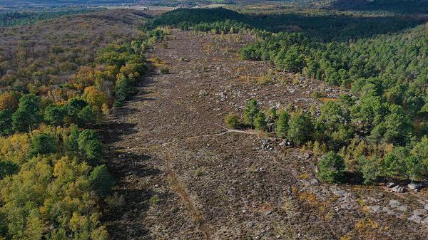 Photo aérienne de la lande sèche du Laris-qui-parle, dans l'ouest de la forêt de Fontainebleau