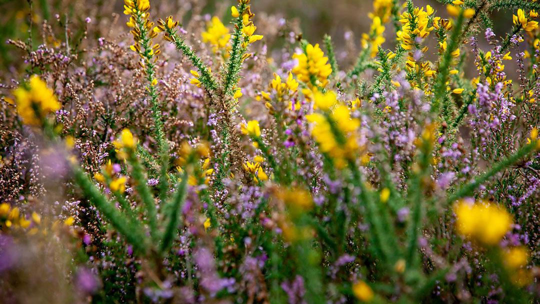 Flore de lande sèche, des ajoncs (Ulex minor) avec les fleurs jaunes et de la bruyère cendrée (Erica cinerea) et de la callune (Calluna vulgaris) avec les fleurs roses.