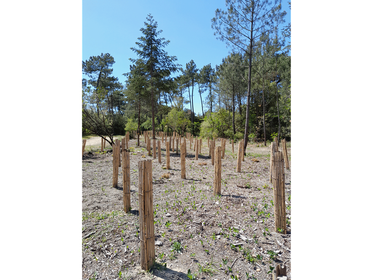 Plans de sapins de Bornmüller et protections en bambous dans le jardin d’essai.