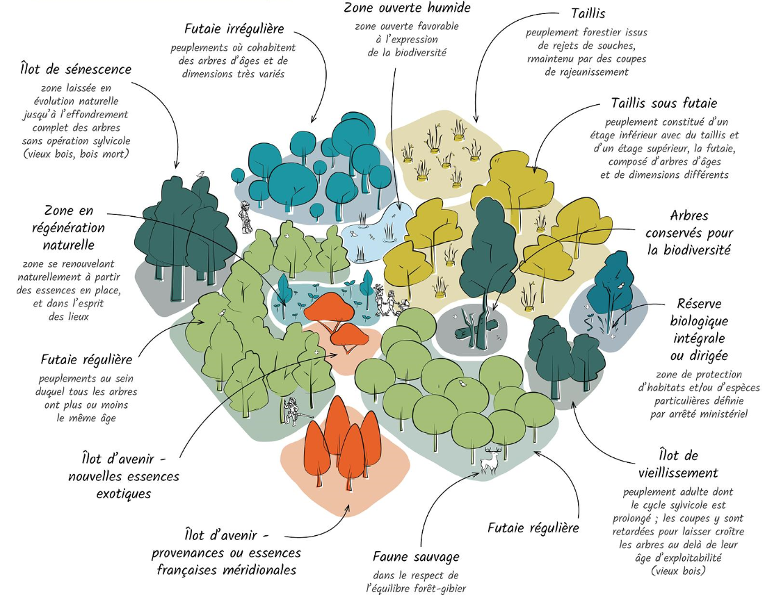 Schéma du principe de "forêt mosaïque", nouveau concept de sylviculture permettant une meilleure résilience des forêts face aux changements climatiques, aux pathogènes et ravageurs.
